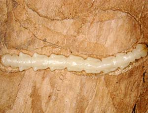 Emerald Ash borer larva in ash tree