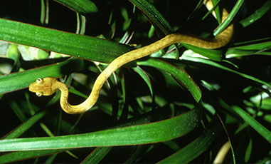 Brown Tree Snake