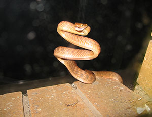 Brown Tree Snake