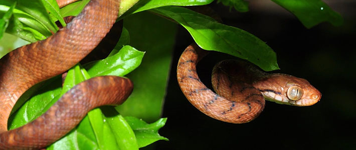 Brown Tree Snake