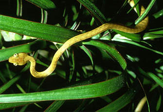 Brown Tree Snake