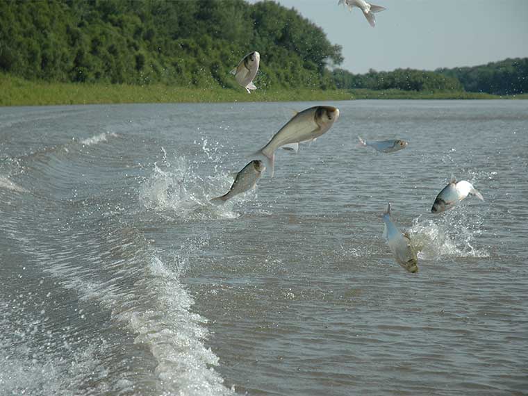 Asian Carp