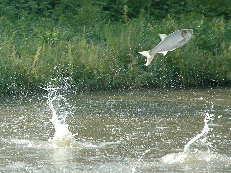 Asian Carp