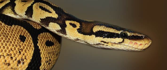 Burmese Python